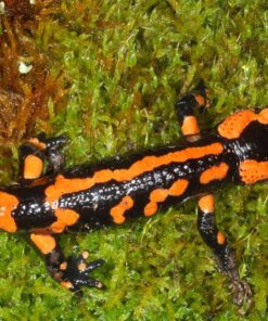 Fire Salamander