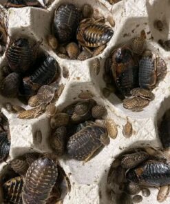 Dubai Roaches Feeders