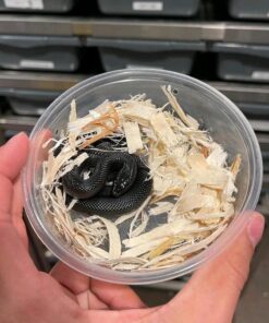 Baby Mexican Kingsnake