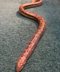Kenya Sand Boa