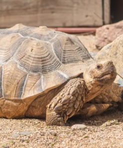 African Spurred Tortoise