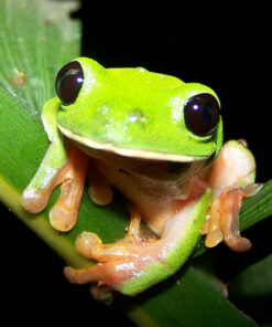 Black Eyed Tree Frog