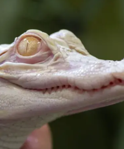 Albino Alligator