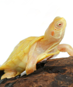 Albino Red Ear Slider Turtle