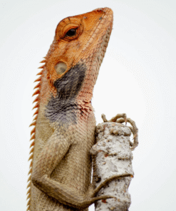 Bearded Dragons