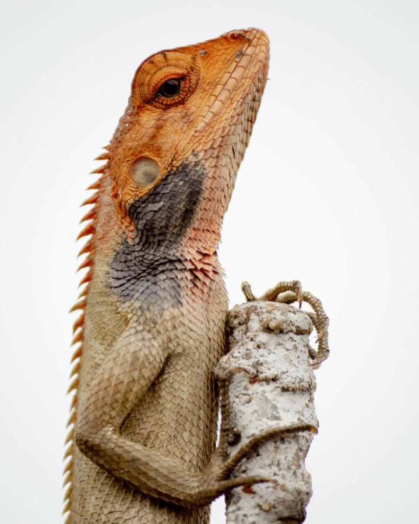 Bearded Dragons