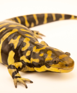 Barred Tiger Salamander