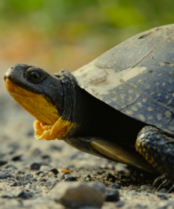 Blanding’s Turtle Reptile