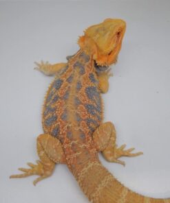 Blue Bar Bearded Dragon