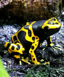 Bumblebee Dart Frog