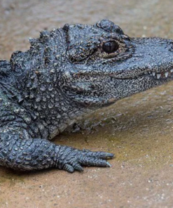 Chinese Alligator