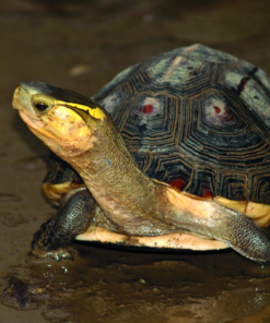 Chinese Box Turtle