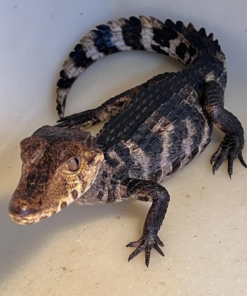 Dwarf Caiman