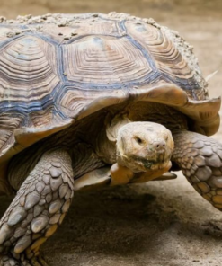 Elongated Tortoise