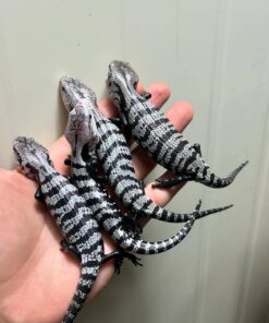 Baby Axanthic Blue Tongue Skink