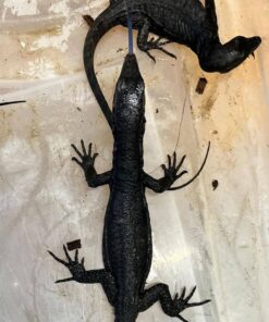 Black Tree Monitors