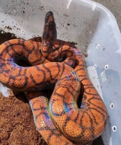 Brazilian Rainbow Boa