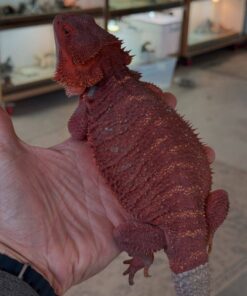 Red Monster Bearded Dragon