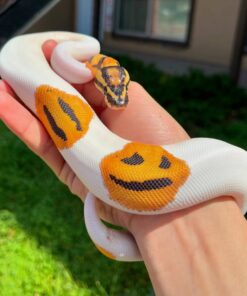 Orange Dream Fire Pied Clown Ball Python