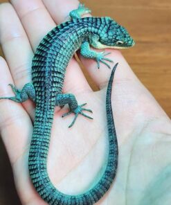 Mexican Alligator Lizard