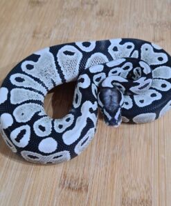 Axanthic Ball Python
