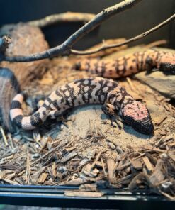 Gila Monster