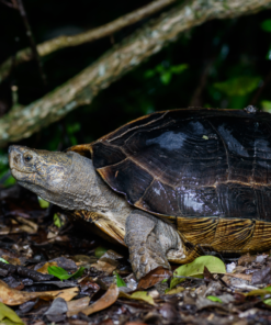 Giant Asian Pond Turtle