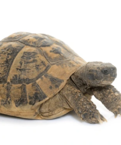 Hermann’s Tortoise