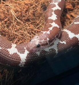 kenya sand boa for sale