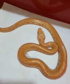 Albino Green Granite Burmese Python