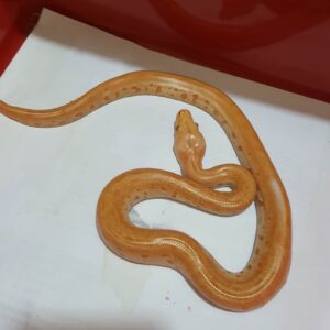 albino green granite burmese python for sale