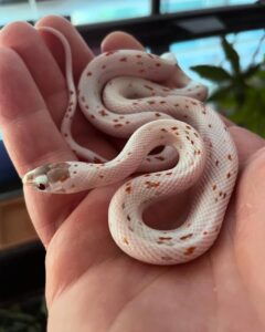 palmetto corn snake for sale