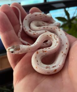 Palmetto Corn Snake