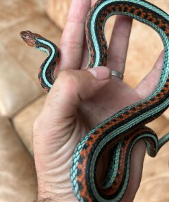 California Red Garter Snake