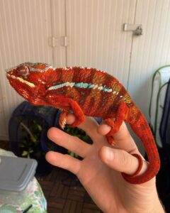 red panther chameleon for sale