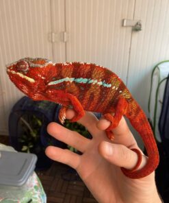 Red Panther Chameleon