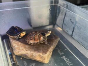 eastern box turtle for sale