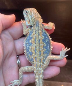 Baby Paradox Blue Bar Bearded Dragon