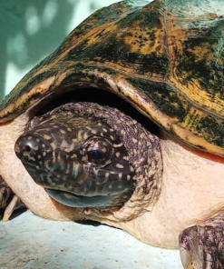Mexican Musk Turtle