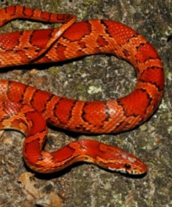 Red Rat Snake