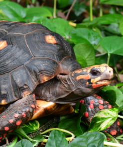 Redfoot Tortoise
