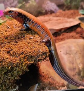 african fire skink for sale