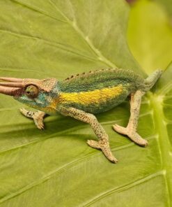 Rainbow Jackson Chameleon