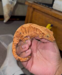 Crested Gecko