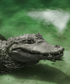Alligators