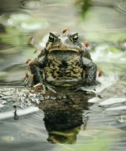 Amphibians