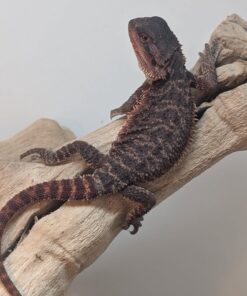 Black Bearded Dragon