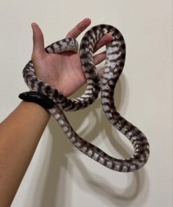 Axanthic Black-Headed Python