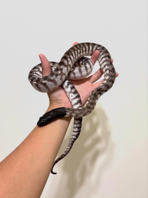 Axanthic Black-Headed Python - uniquereptilesdepot.com