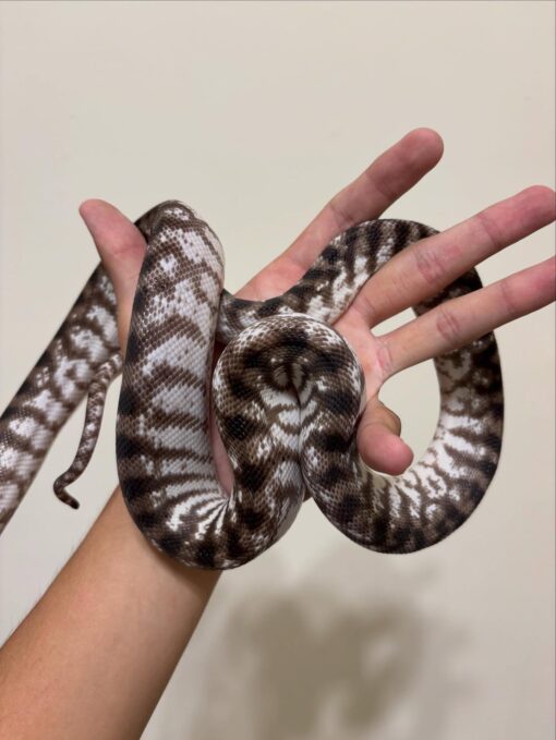 Axanthic Black-Headed Python - uniquereptilesdepot.com